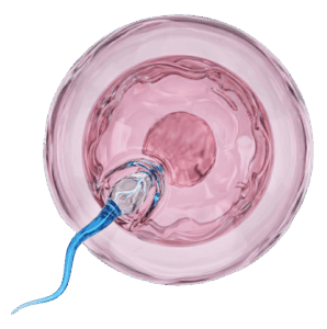 Pruebas de Embarazo, Perfil de Fertilidad y Estudios Especiales