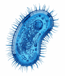 Pruebas de Infecciones y Enfermedades Transmisibles (ETS)